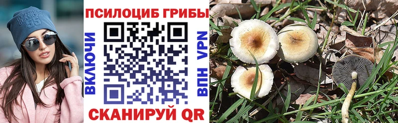 Купить закладки  Карачаевск  Псилоцибиновые грибы мицелий 